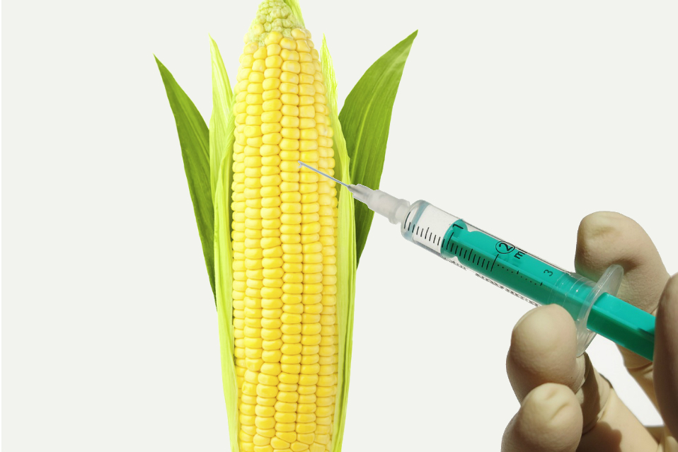 gmo-corn-primal-group