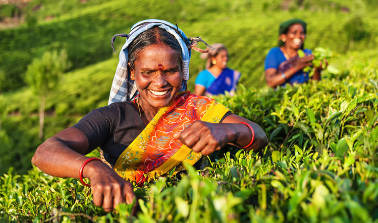 Tamil pickers collecting tea leaves on plantation, Southern India ...